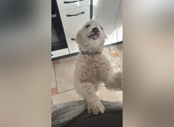 CURLY sucht ihr Traumkörbchen