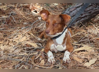 TOFFEE sucht seine Herzensmenschen