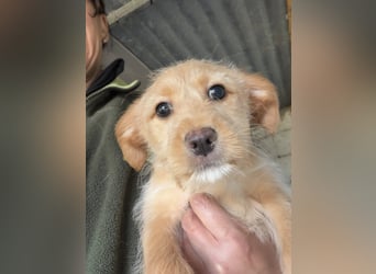 PENNY sucht ein liebevolles Daheim