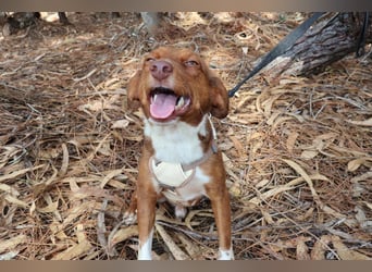 TOFFEE sucht seine Herzensmenschen