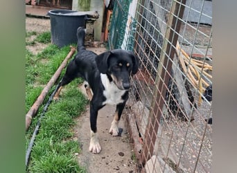 CLYDE – großer Babyblick sucht aktive Familie