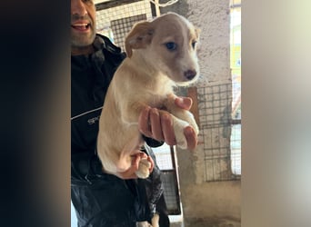 BUZZ wünscht sich ein Traumkörbchen