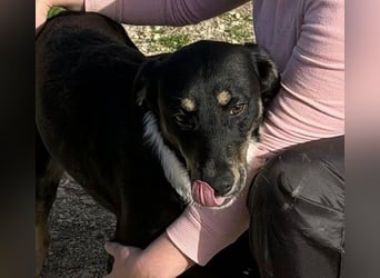 CLYDE – großer Babyblick sucht aktive Familie