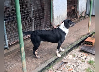 CLYDE – großer Babyblick sucht aktive Familie