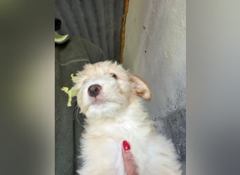 KALLE sucht sein Traumkörbchen