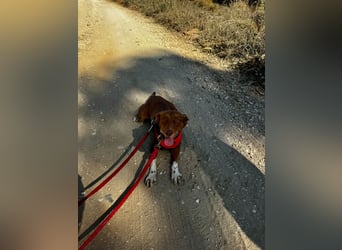 TOFFEE sucht seine Herzensmenschen