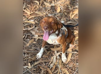 TOFFEE sucht seine Herzensmenschen