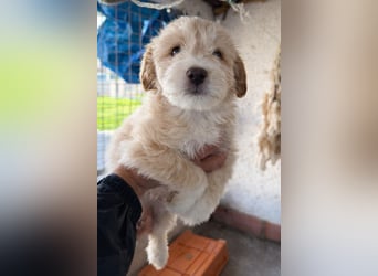 KALLE sucht sein Traumkörbchen