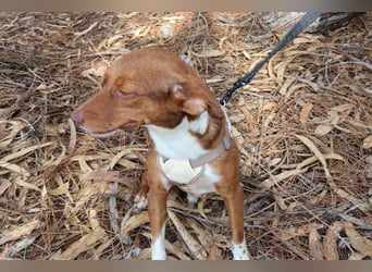 TOFFEE sucht seine Herzensmenschen