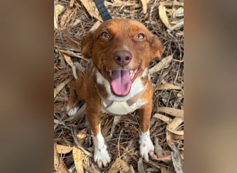 TOFFEE sucht seine Herzensmenschen