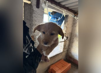 PENNY sucht ein liebevolles Daheim