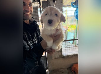 KALLE sucht sein Traumkörbchen