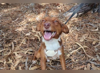 TOFFEE sucht seine Herzensmenschen