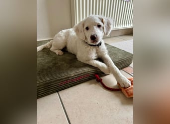 CURLY sucht ihr Traumkörbchen