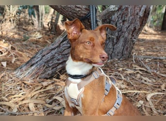 TOFFEE sucht seine Herzensmenschen