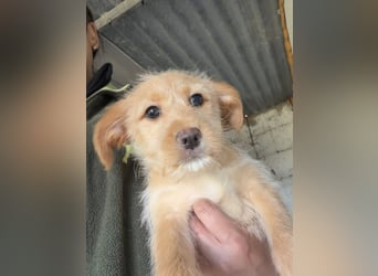 PENNY sucht ein liebevolles Daheim