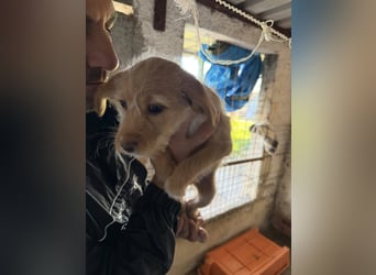 PENNY sucht ein liebevolles Daheim