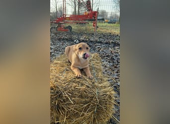 Mango sucht ihr Glück