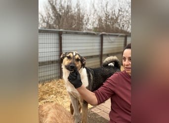 Hübscher Kerl wünscht sich ein Zuhause