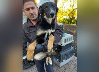 Hübsche Maus wünscht sich ein Zuhause