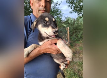 Dringend Pflegestellen gesucht