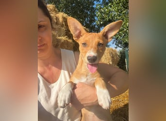 Dringend Pflegestellen gesucht