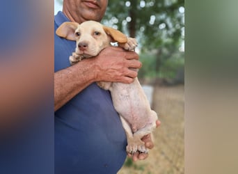 Dringend Pflegestellen gesucht