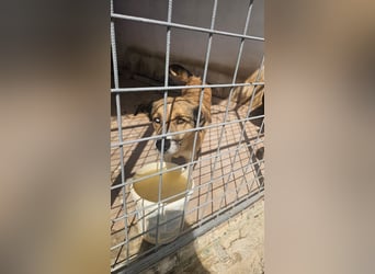 Loki sitzt noch in der Tötung