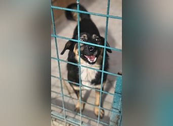 Lieber Schatz sitzt noch in der Tötung