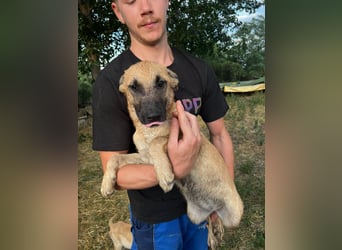 Dringend Pflegestellen gesucht