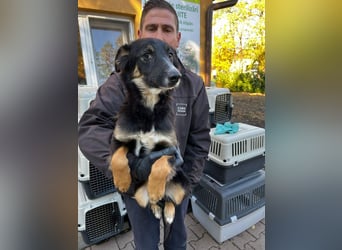 Hübsche Maus wünscht sich ein Zuhause