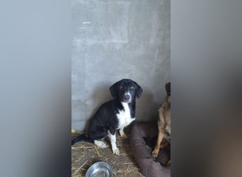 Dringend Pflegestellen gesucht