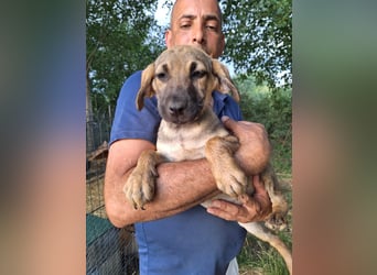 Dringend Pflegestellen gesucht
