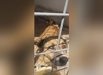 Loki sitzt noch in der Tötung