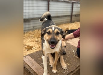 Hübscher Kerl wünscht sich ein Zuhause