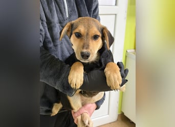 Mara wünscht sich ein Zuhause