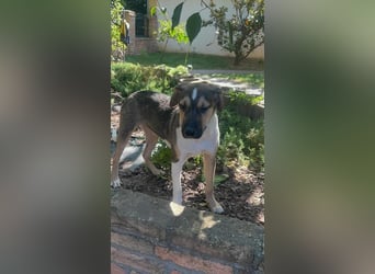 Hübscher Kerl wünscht sich ein Zuhause