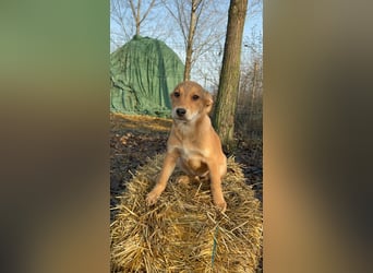 Mango sucht ihr Glück