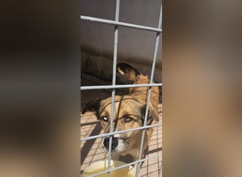 Loki sitzt noch in der Tötung