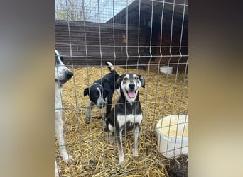 So liebe Maus sucht ihr Glück