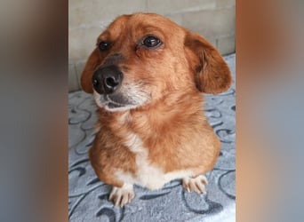 Dringend Pflegestellen gesucht
