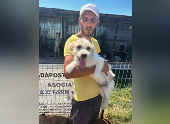 Peppina sucht sein Glück