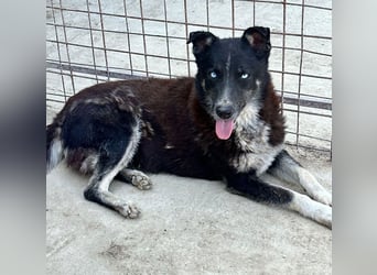 Dringend Pflegestellen gesucht