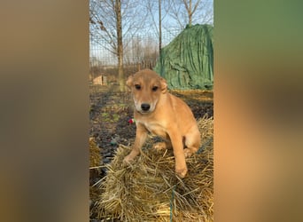 Mango sucht ihr Glück