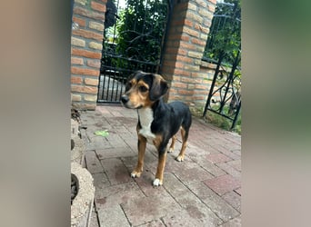 Hübscher Rusty sucht sein Glück