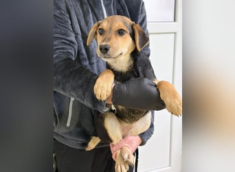 Mara wünscht sich ein Zuhause