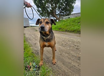 Dexter - liebevoll und genügsam