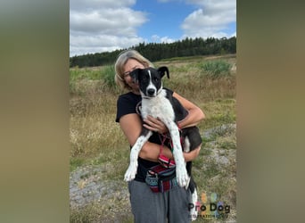 Hundekind Bagder
