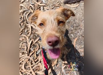 Hundekind Cooper