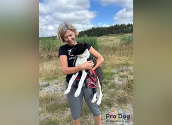 Hundekind Bagder